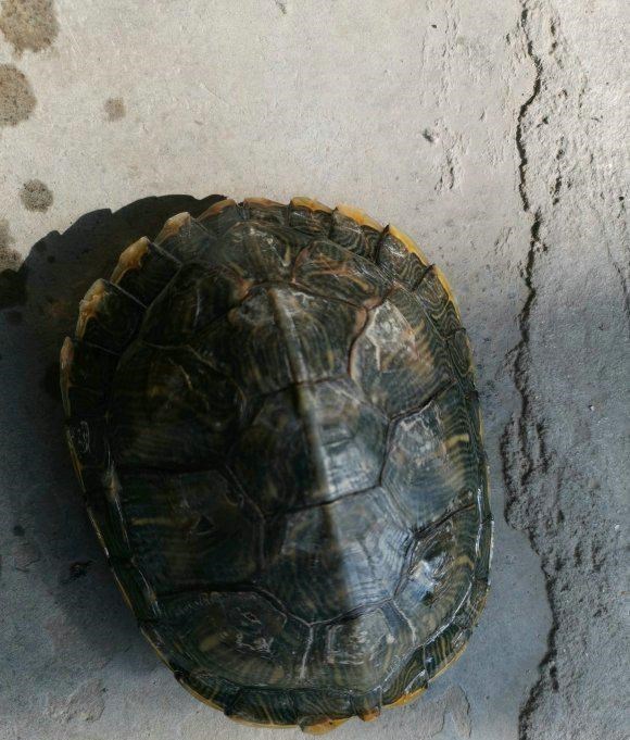 上海市|上海一河道乌龟成群，岸边钓鱼人捞了好几只，路人劝其放生