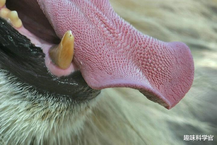 猫科动物舌头上的“倒刺”有多厉害?被老虎舔一下会掉层皮吗?