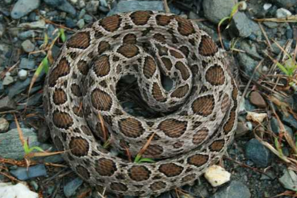 毒蛇 毒蛇伤人次数不多？看看全世界伤人最多的蛇，体型越小反而越强？