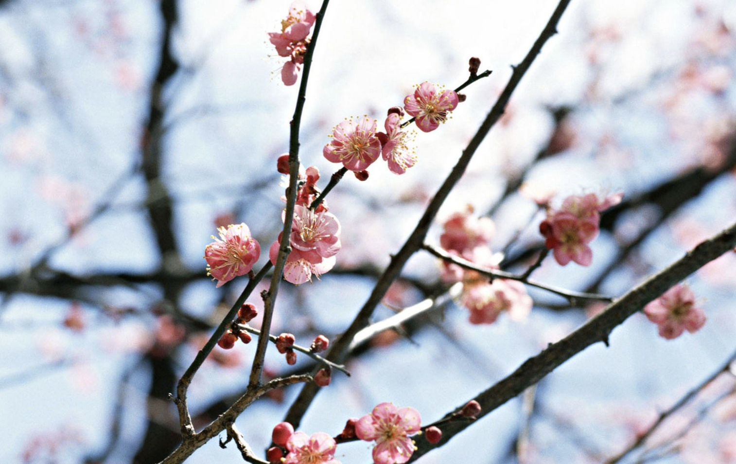 生肖夜梦|8月，桃花再开，命定姻缘，3生肖不舍前任，执意复合，缱绻相伴一生
