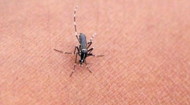 舜网 床边放“一碗水”,不用蚊香和蚊帐,一整晚都不用担心被蚊子咬