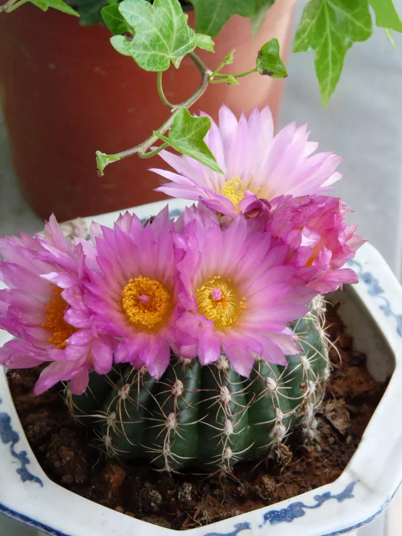 阳台花园，美！美！美！