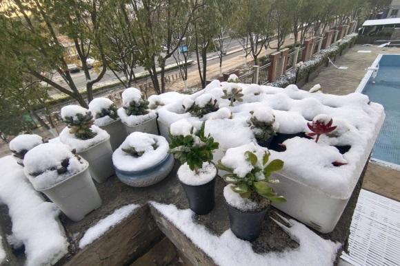 向阳园艺 气温越来越低，山东开始下雪了，冬天低温，小心多肉冻伤