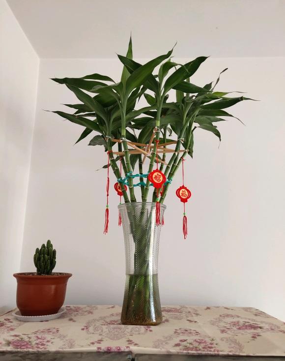 植物|耐阴的 5种绿植，放在客厅，卫生间，北向窗台，都能养得很好！