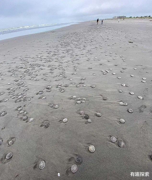 直徑約10厘米！美國海灘突現大量餅狀物，還在移動，專傢發出警告-圖2