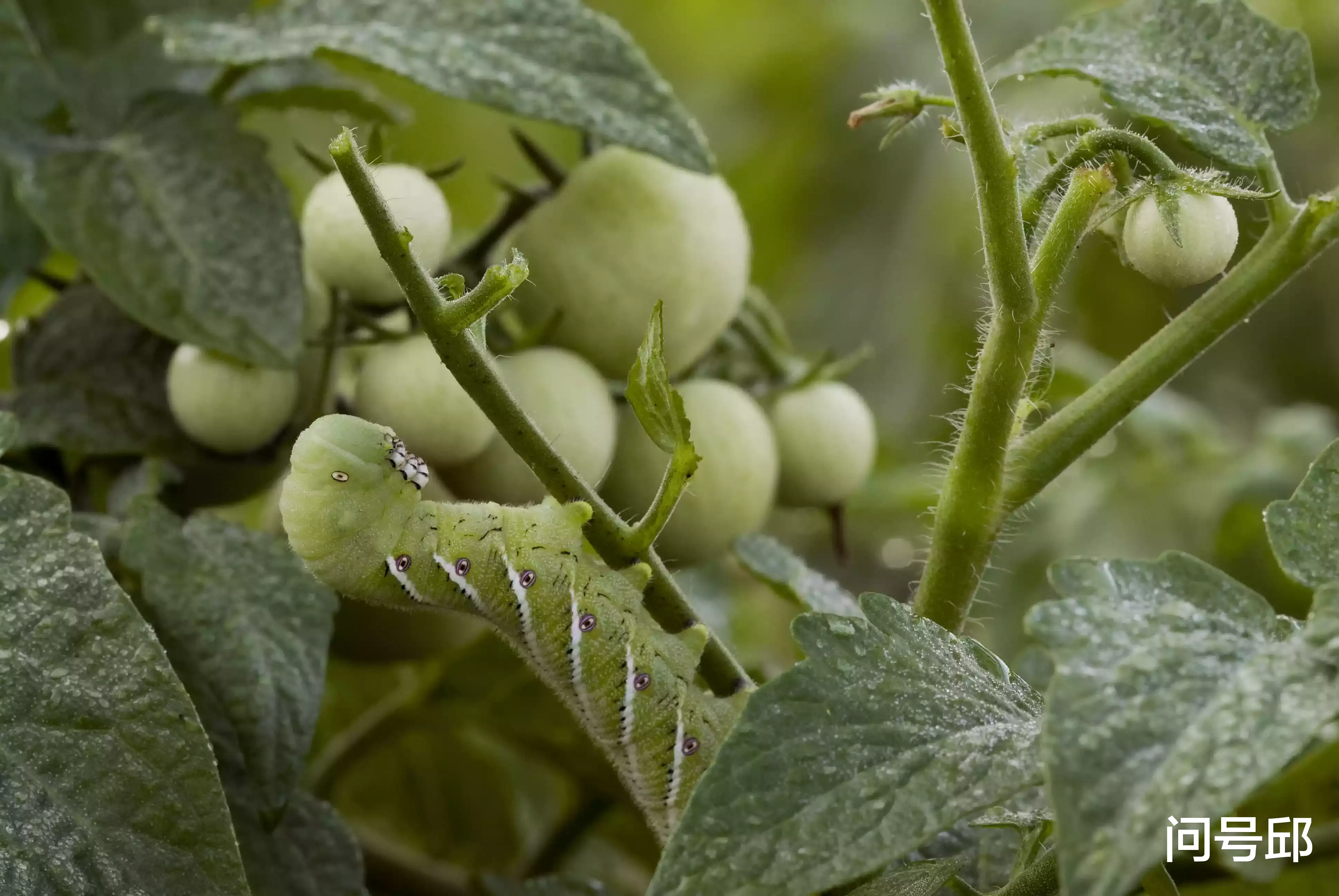 番茄|神奇的寄生关系：这些“爆米糖”是如何拯救你菜园里的番茄？