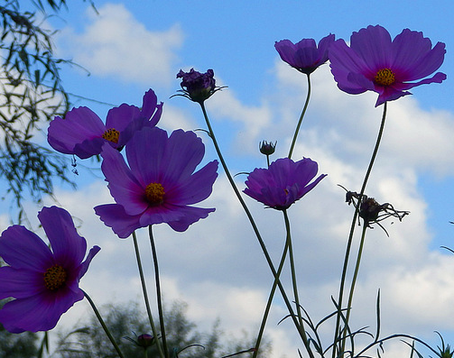 舜网 进入4月下旬,苦尽甘来,身体健康,升职加薪,桃花旺盛的生肖