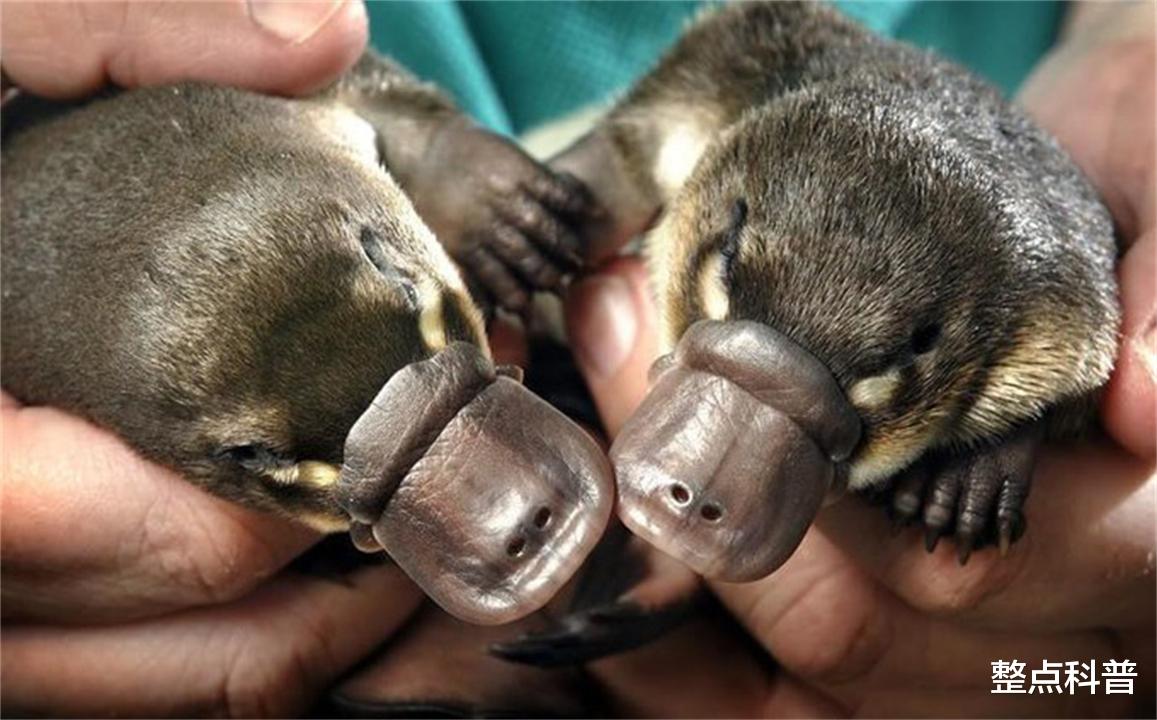 鸭嘴兽 拥有10条性染色体，理论上有25种性别，鸭嘴兽为何如此古怪？