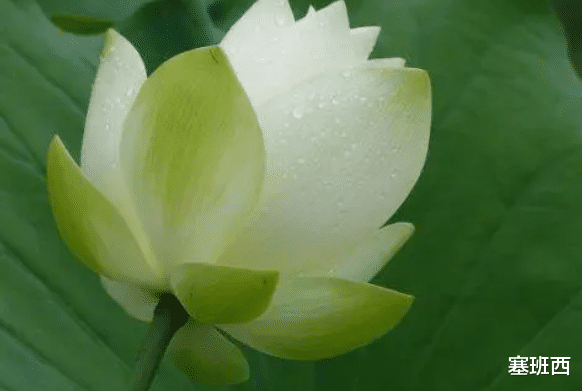 塞班西|今年不建议属龙的朋友，去过做过大的一些投资。