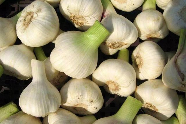 铠甲护士|拿大蒜在眉毛上擦两下，会有什么好处呢？医生来告诉你答案