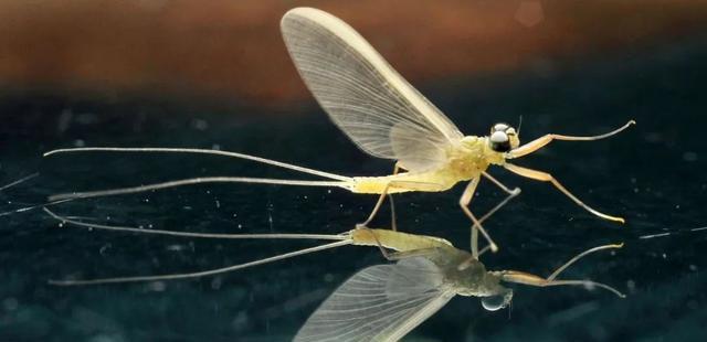 医生 失去动力51年，东方红一号为何没坠毁？专家：再过1000年也没事