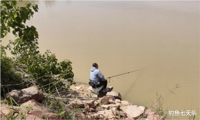 米饭|黄河下游“钓鱼季”来临！钓友苦等3个月，黄辣丁终于开口觅食了