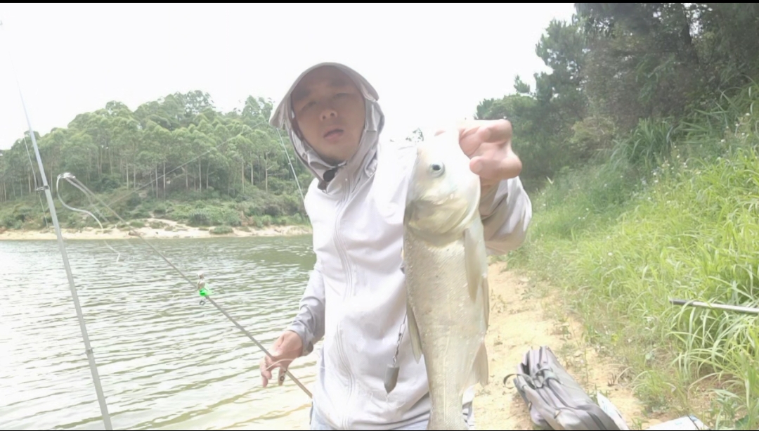 鲢鳙|老地方老钓位，抛竿浮钓鲢鳙一条接一条上，不惧烈日只为钓鱼。三甲水库野钓户外钓鱼