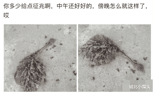 “在山里面马路边看到的,有谁知道这是什么物种吗”,哈哈哈!