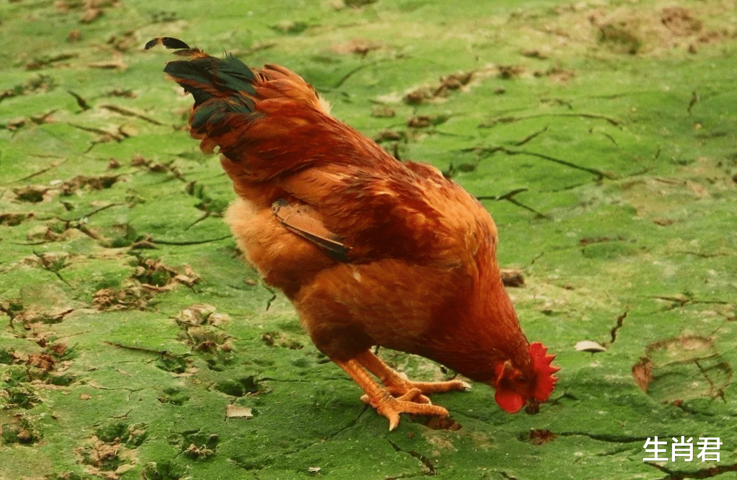 软弱|善于沟通的属鸡人,在职场中八面玲珑,和领导与同事相处融洽