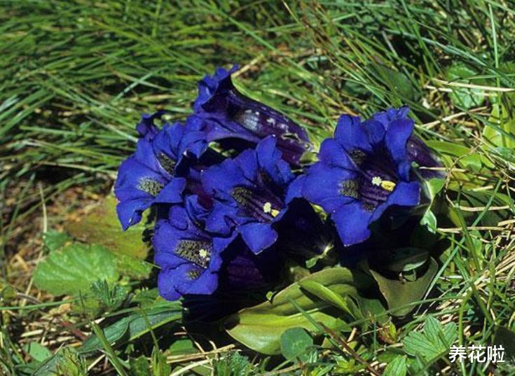 养花啦 若去野外爬山,见到此植物,别犹豫,摘下来带回家