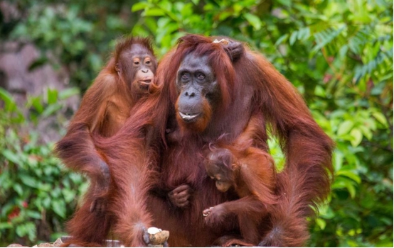 黑猩猩|第一个即将灭绝的类人猿，它们长得太像人类，曾被人们疯狂捕杀