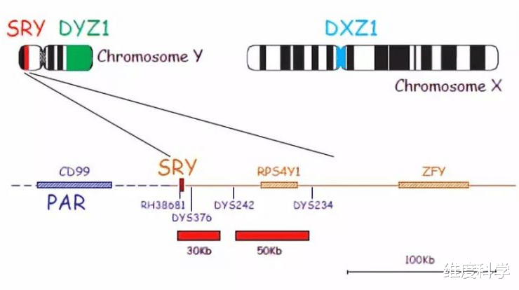 纳米 Y染色体决定男性、女性，那如果出现YY染色体的人会怎么样？