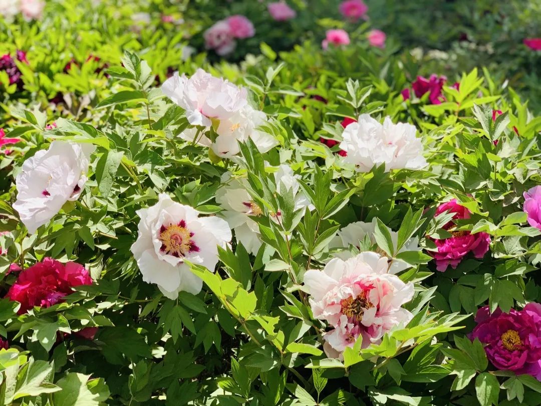 巴彦淖尔直通车 打卡！临河这里将新添一处百合花海