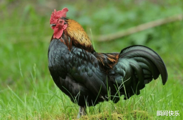 瞬间快乐|生肖鸡：这四个月出生的人，财路通畅，老天眷顾，事业苦尽甘来