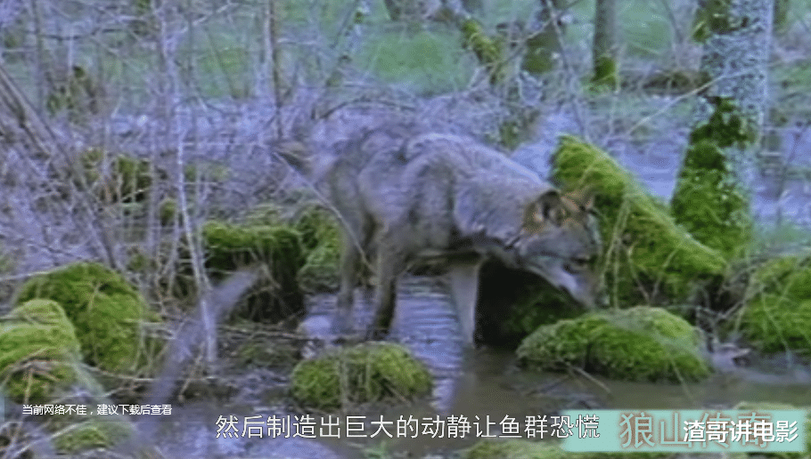 这是我看过最好的狼纪录片：狼为什么被人类敬畏？因为它最像人