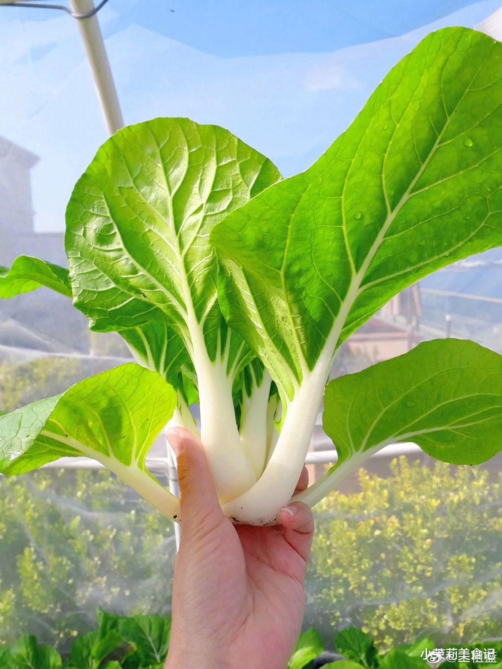 王祖蓝|王祖蓝五一节晒自家菜园,获10万人点赞,网友:这才是向往的生活