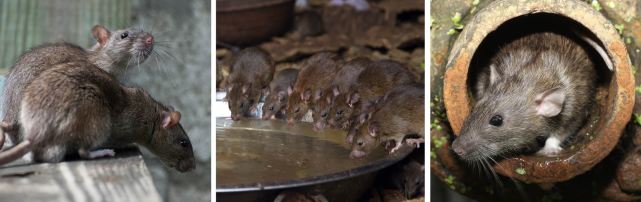 澳大利亞的老鼠有多可怕？曾一個悉尼5億隻老鼠，滅鼠按噸計算-圖4