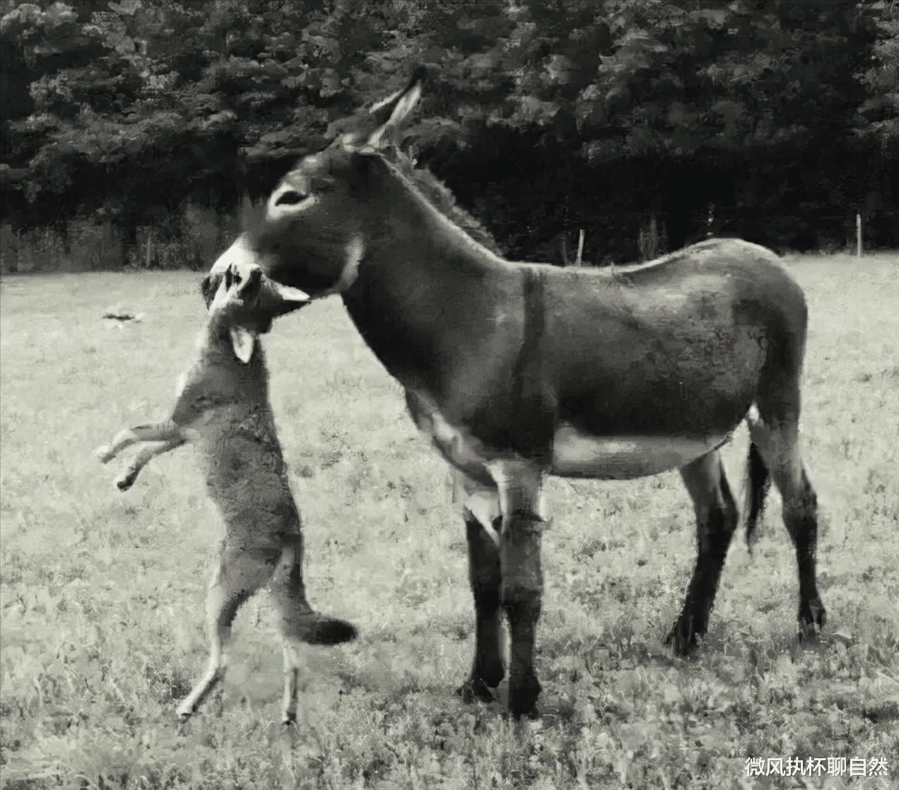 微风执杯聊自然|老毛驴从狼嘴里救了下乡知青，被宰杀的时候知青为救它抱了一夜