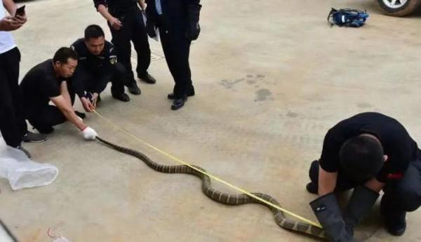 眼镜王蛇 2米多长的眼镜王,毒性有多强?如果被咬到是否有生还的可能