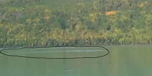  喀纳斯湖水怪真身？科学家认为“湖怪”可能是哲罗鲑