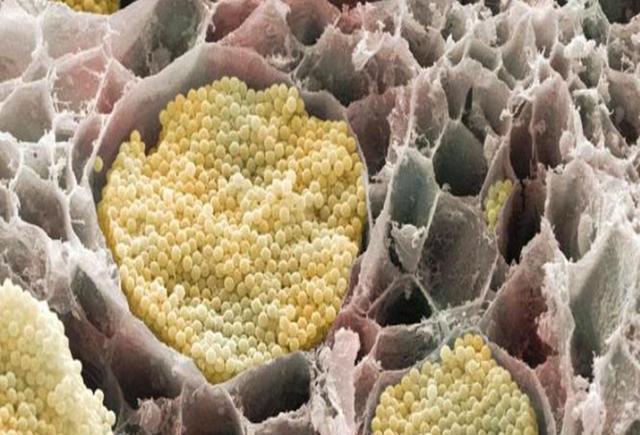 科学家|什么是太岁？不是植物不是动物的一坨“怪肉”，为何能价值百万？