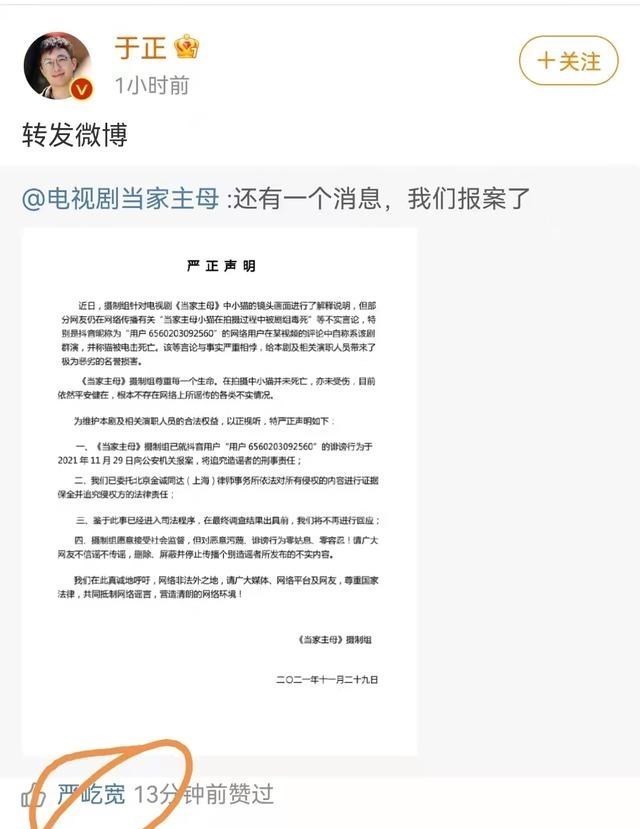 当家主母|猫不是毒死是电死！《当家主母》已经报案：网友不买账