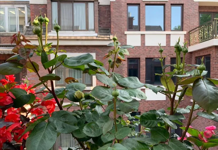 荒废了四年的10㎡北露台,改造成花园后,成了全家人最爱待的地方