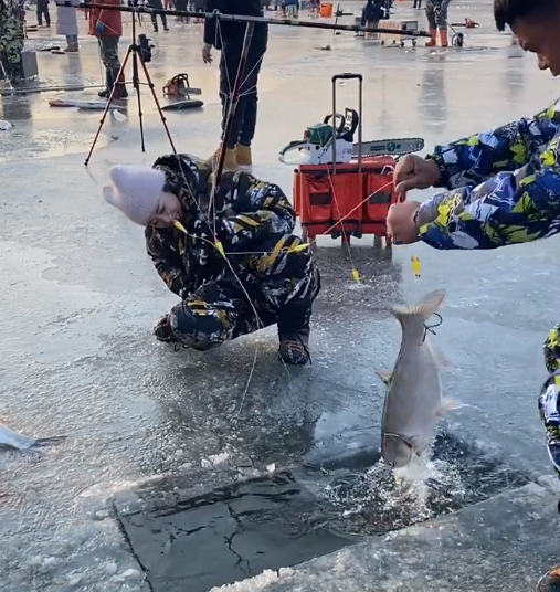 钓鱼|锚鱼已经被多地禁止, 场面血腥, 到处是血, 为何北方冰上锚鱼却盛行