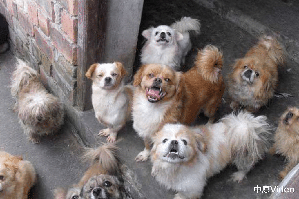 中原Video 冷血！印度老翁性侵40只流浪狗，辩称：它们没反对