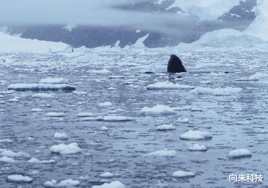 明德生物 南极出现古生物化石，莫非世界真存在失落文明？