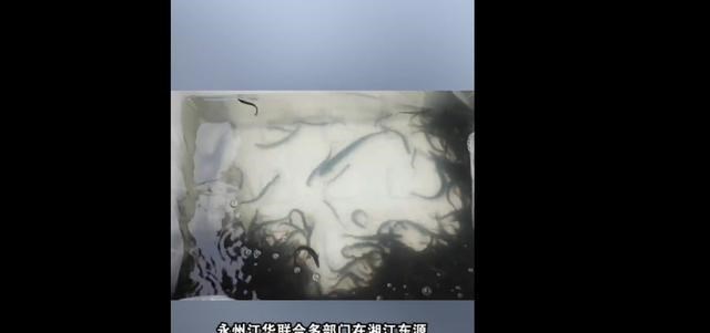 永州|永州3名男子钓获69斤翘嘴，被刑拘！要判刑吗？