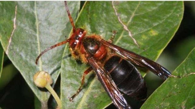 胡蜂 养了一些中蜂，最近发现胡蜂来袭击小蜜蜂了，大家都有哪些妙招？