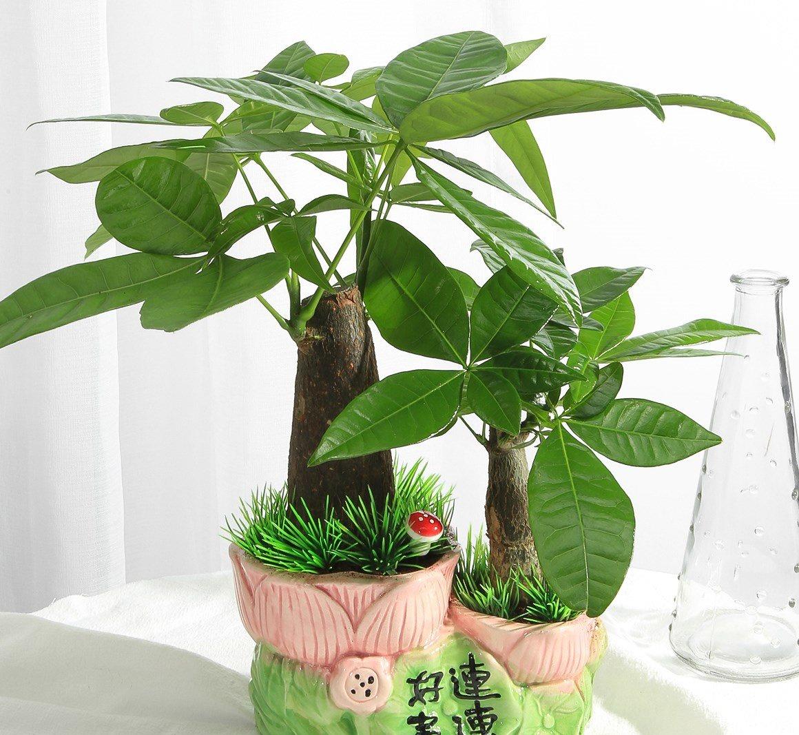 小捌爱花草|发财树不好养？都是不会浇水惹的“祸”，叶片油亮满枝头
