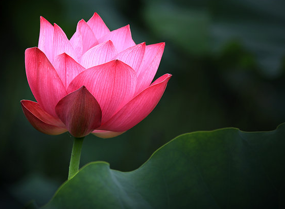 星临天下|7月初,4属相苦尽甘来,爱情甜甜蜜蜜,日子越过越幸福