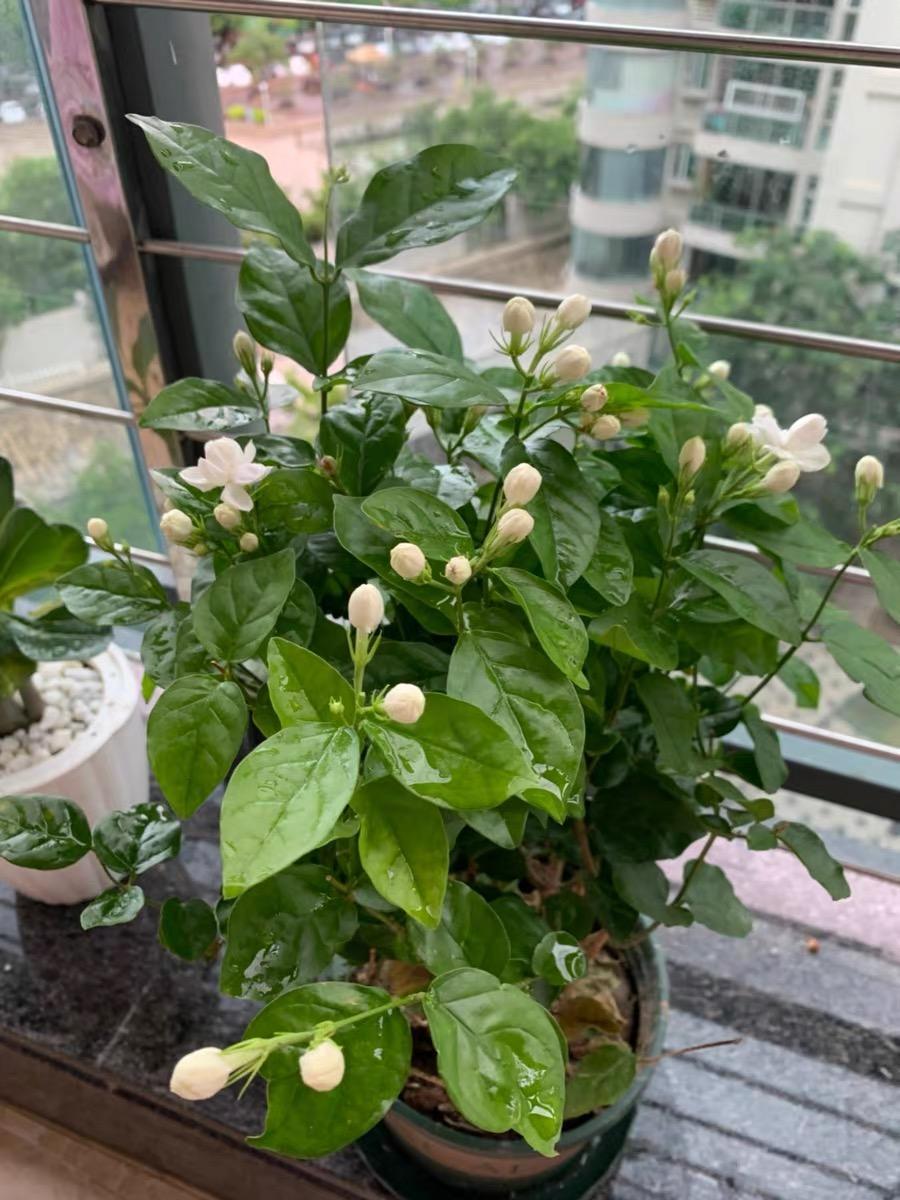 向阳园艺|茉莉叶子发黄，分不同的情况，对症下药，改善叶子发黄问题！