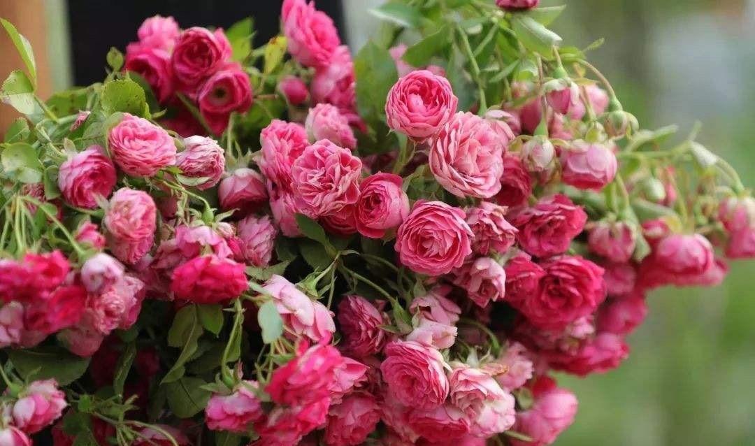 向阳园艺|蔷薇月季“胭脂扣”,适合种在庭院里,生长速度很快,花量还很大