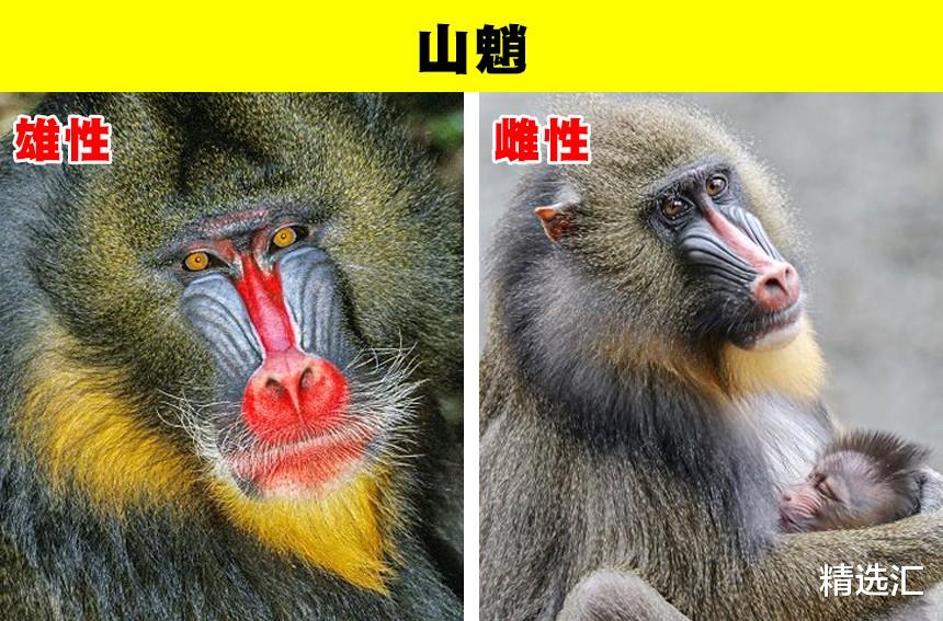 雄性和雌性长相差异巨大,看起来像不同物种的9种动物