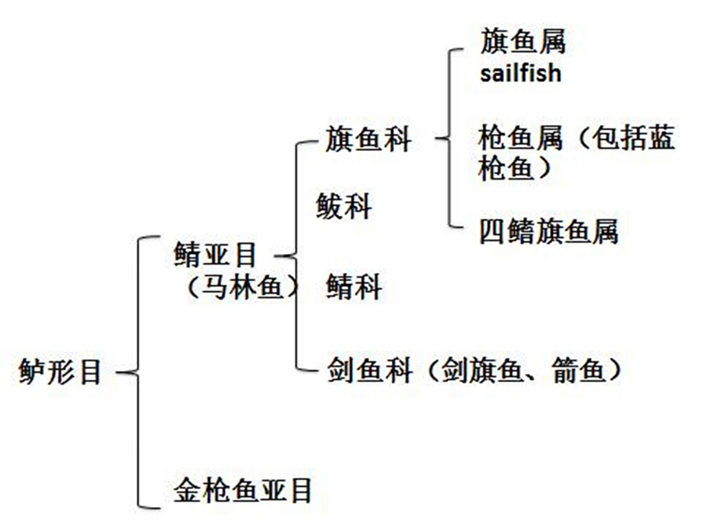 刚出生仅米粒般大，成年后变身顶级海洋猎手，利剑般尖嘴威力惊人