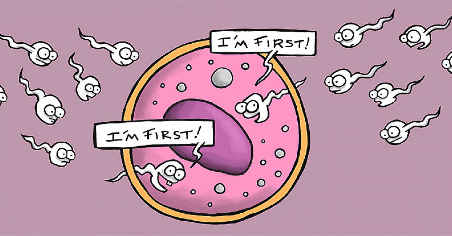 久见菌菌|美国科学家发现,精子与卵子结合时会发光,光芒越亮质量越好