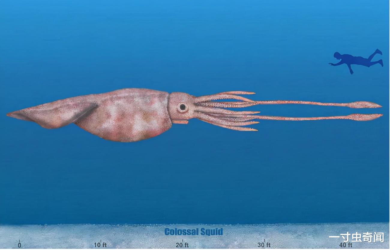 科学家 OceanX科学家在红海853米处，发现巨型神秘生物，体长超人类身高