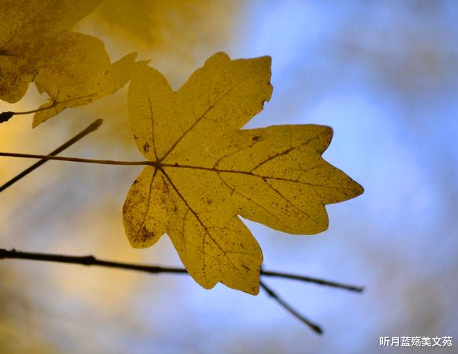 昕月蓝殇美文苑|秋意浓，夜微凉，思念远方的你