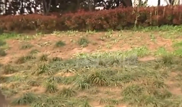 民生小鱼 小区绿化带埋死人？户主们愤怒讨说法，负责人：那是人家祖坟！