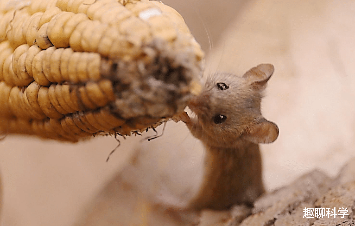 埃博拉疫情 “25号宇宙”实验，科学家用老鼠模拟人类乌托邦，结果无法接受