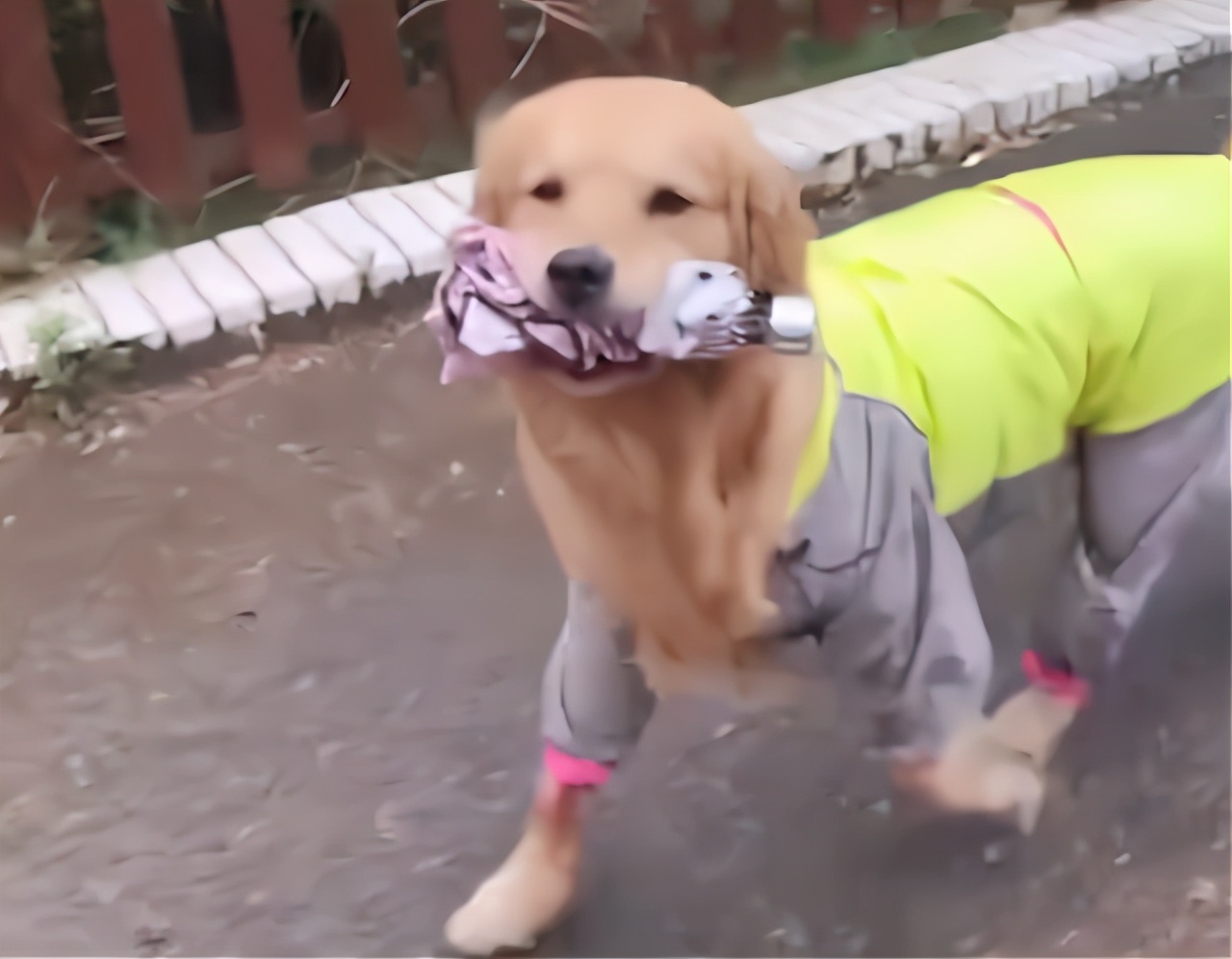 安然说社会 湖南娄底：下雨天主人没带伞，狗子叼着雨伞在主人回家的路口等候